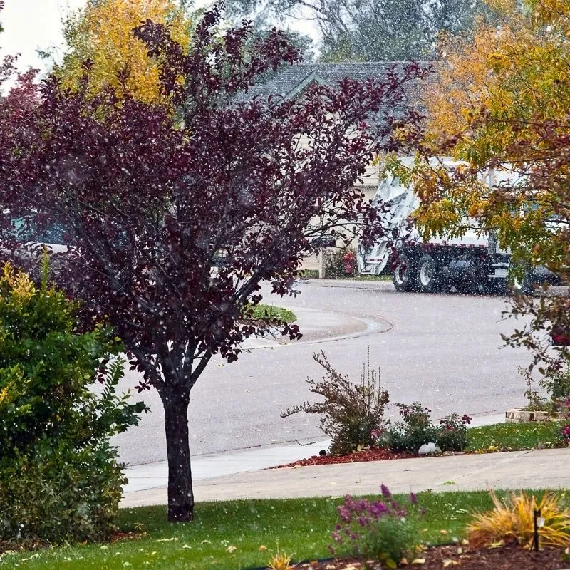 How To Make Cheap Flowers Look Expensive