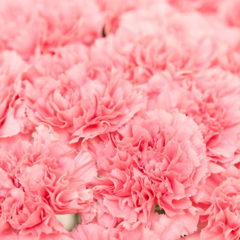 pink carnation meaning