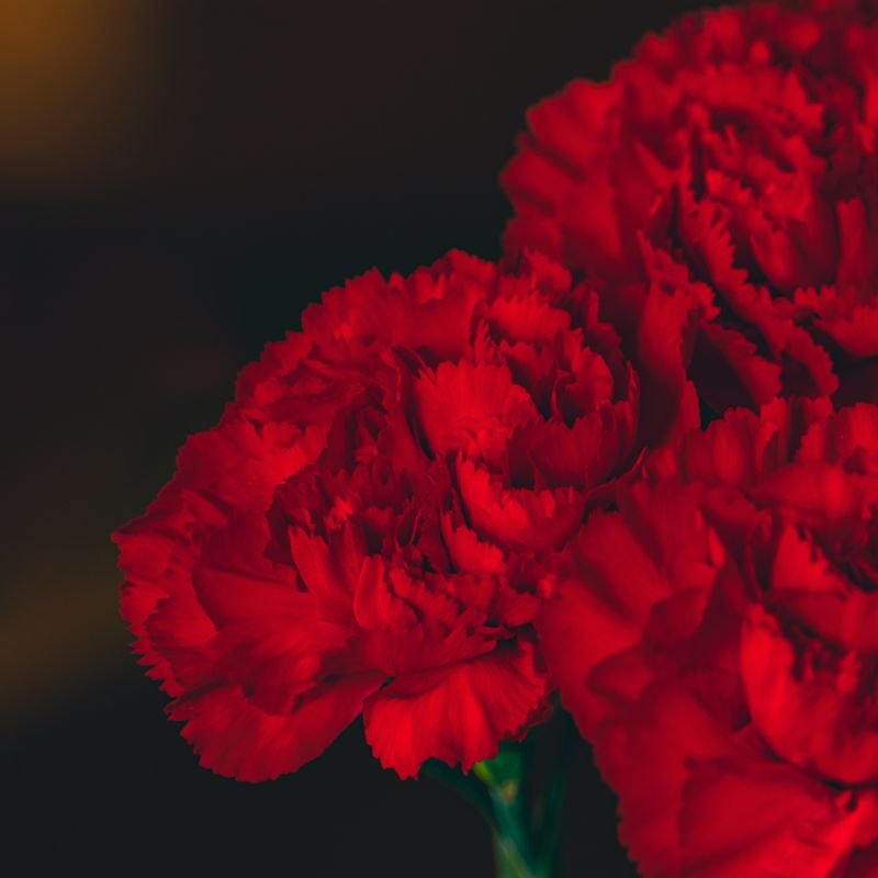 red carnation meaning