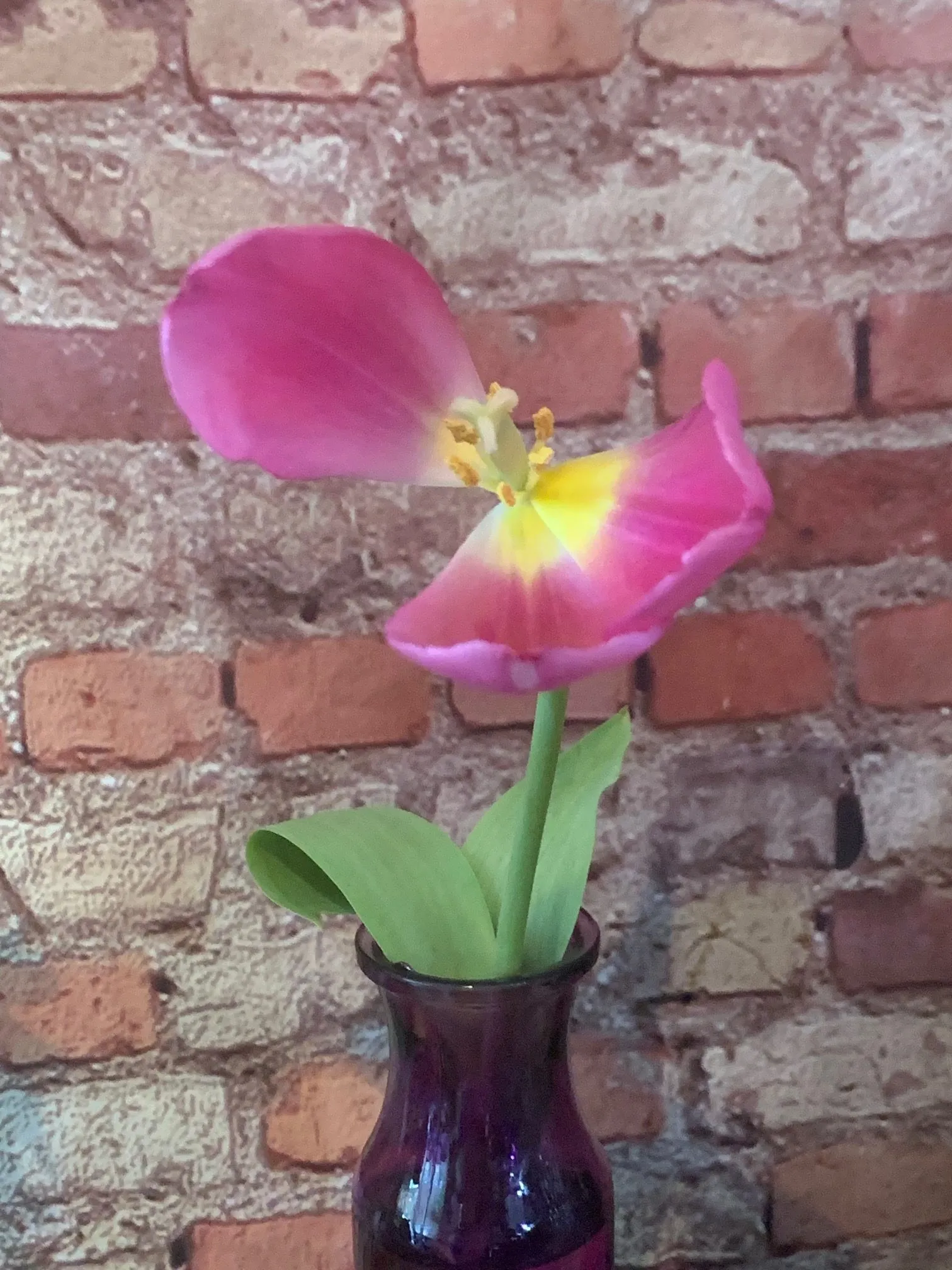dead flower less than 24 hours