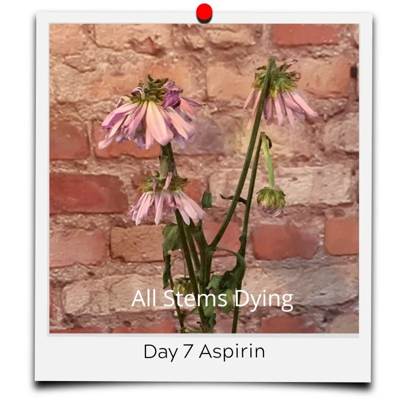 aspirin in flower water