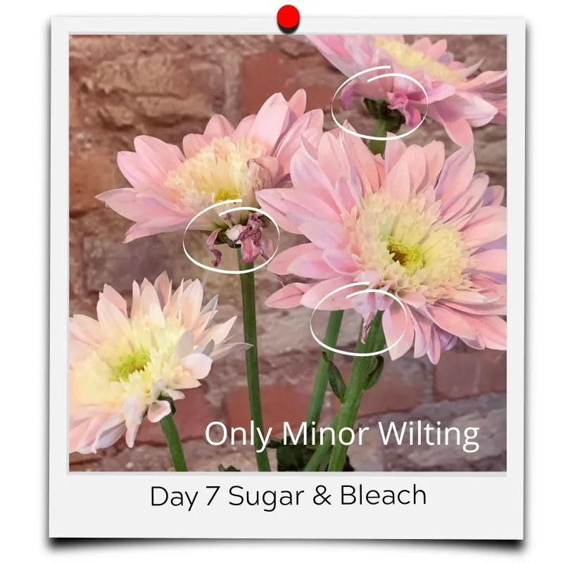 bleach and sugar for flowers