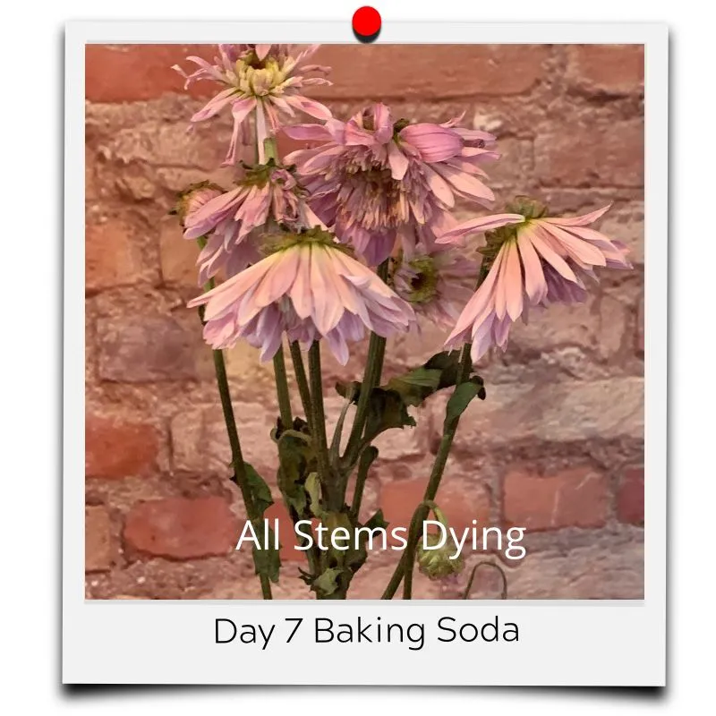 flower food baking soda