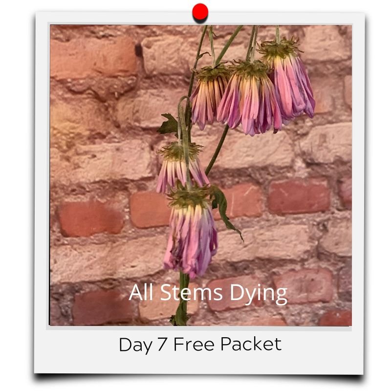flower food packets