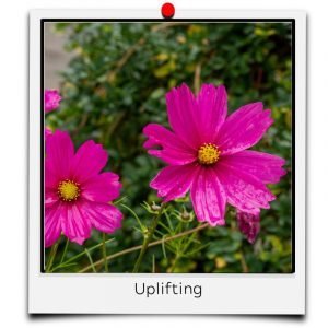 flower meaning deep pink uplifting