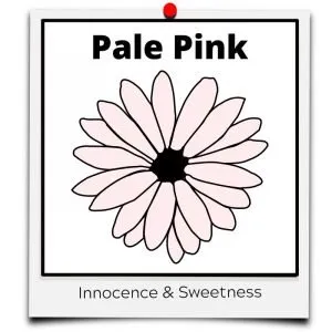 flower meaning pale pink innocence sweet