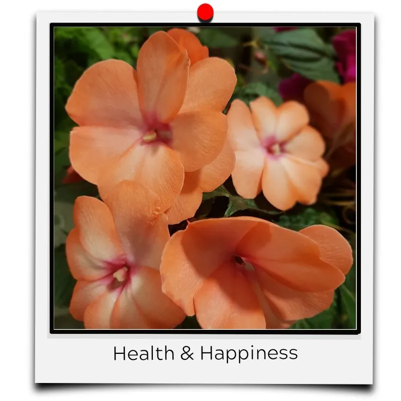 flower meaning salmon health happiness