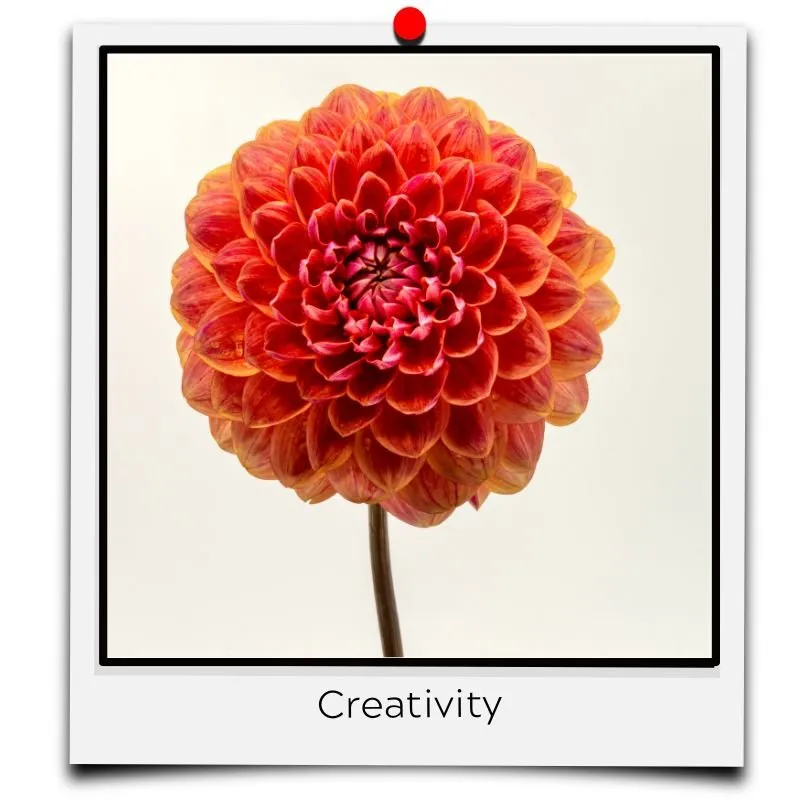 flower meaning orange creativity