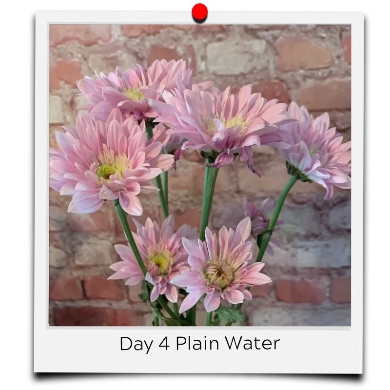 flower water in vase