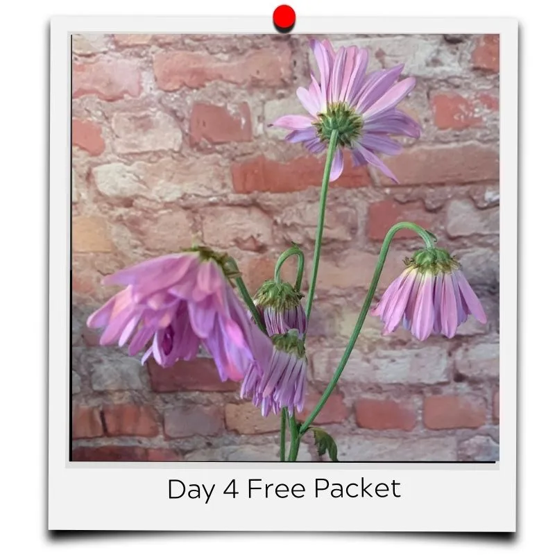 flower food packets