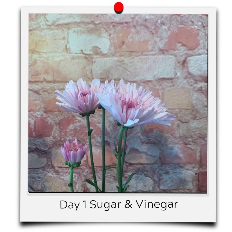 Sugar And Vinegar For Cut Flowers