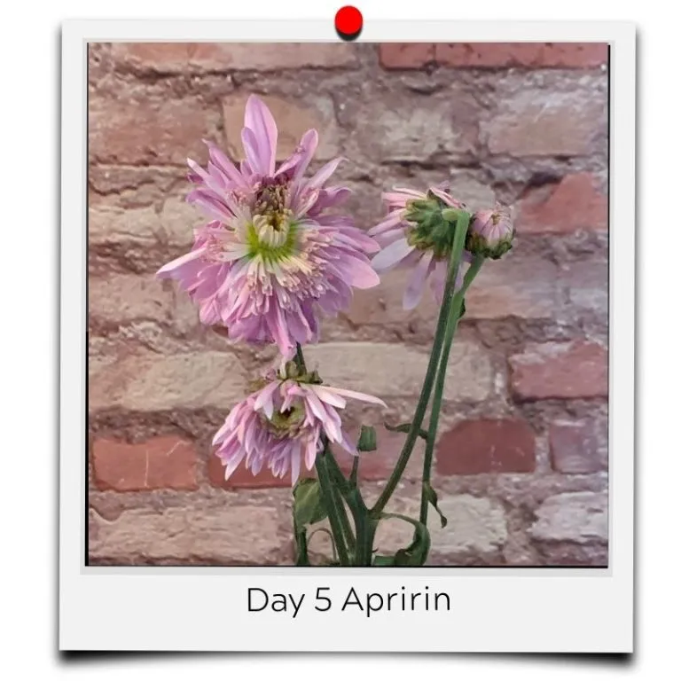 flower food aspirin