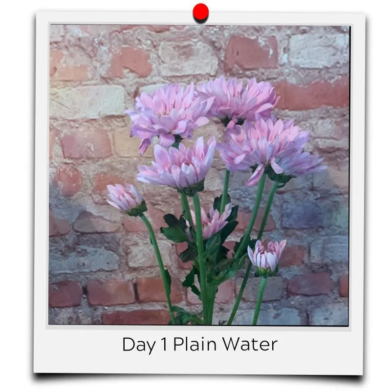flower water in vase