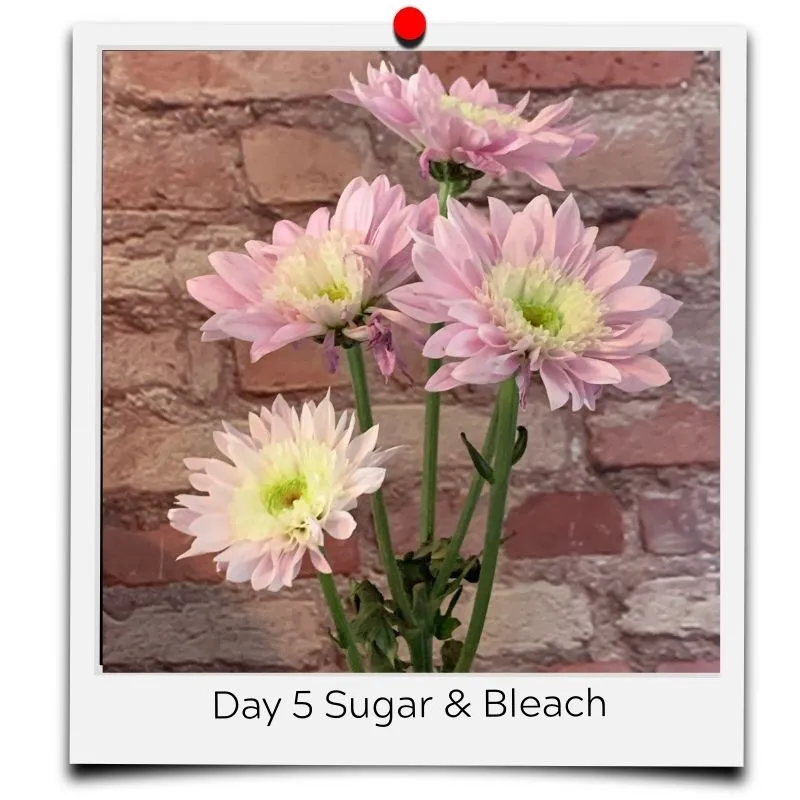 bleach and sugar for flowers
