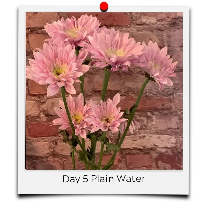 flower water in vase