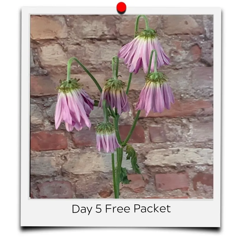 flower food packets