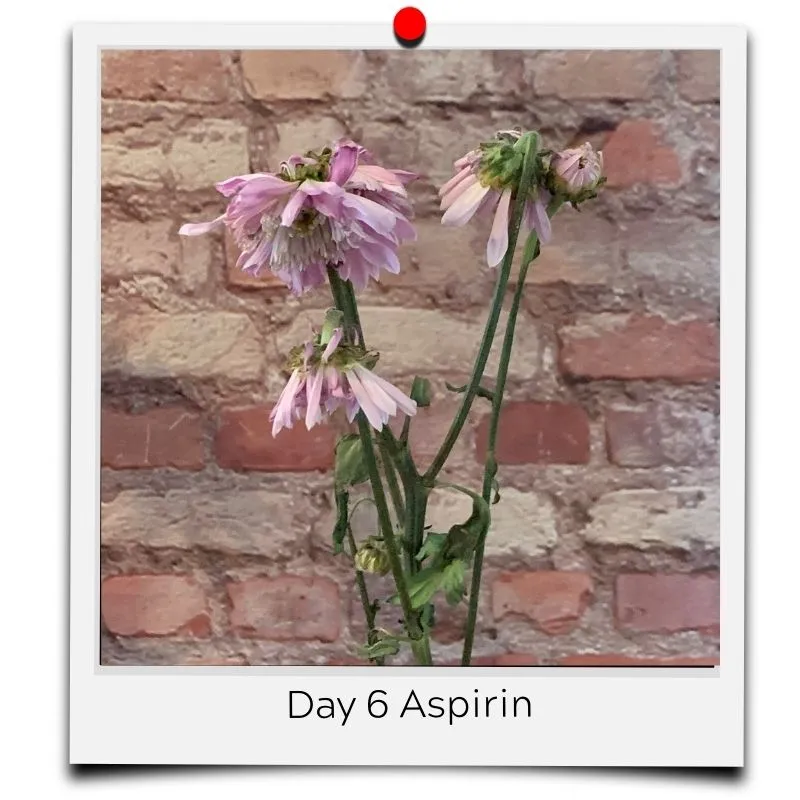 aspirin in flower water
