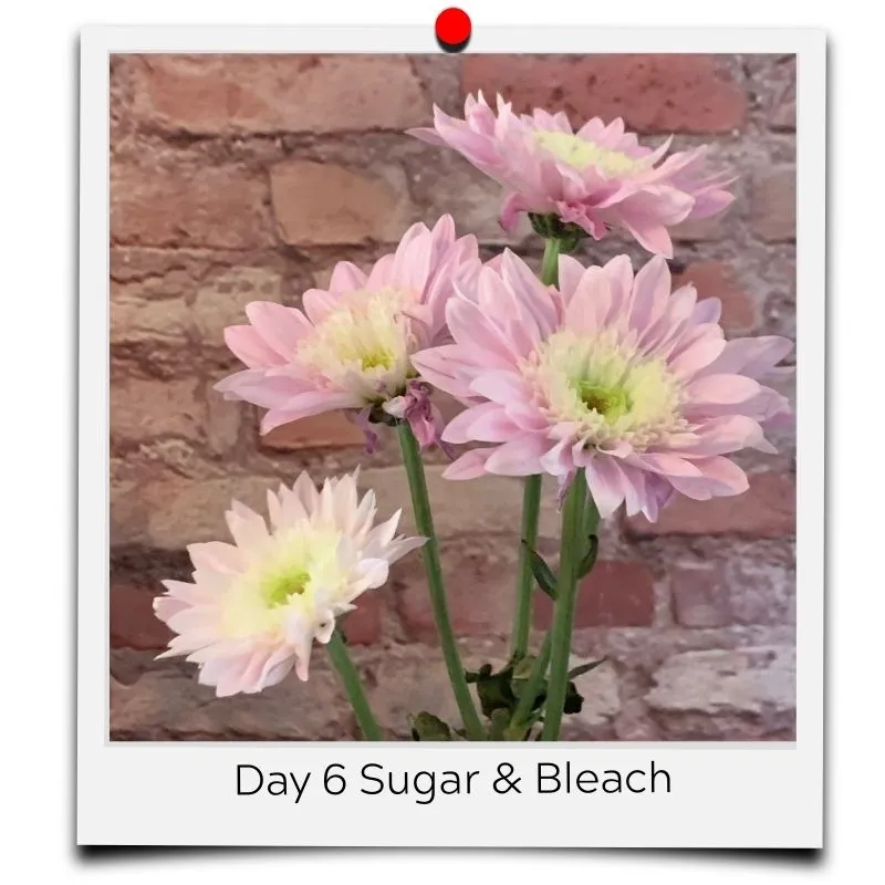 bleach and sugar for flowers