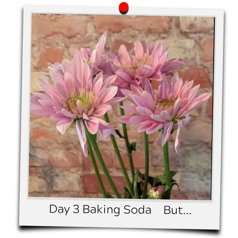 flower food baking soda