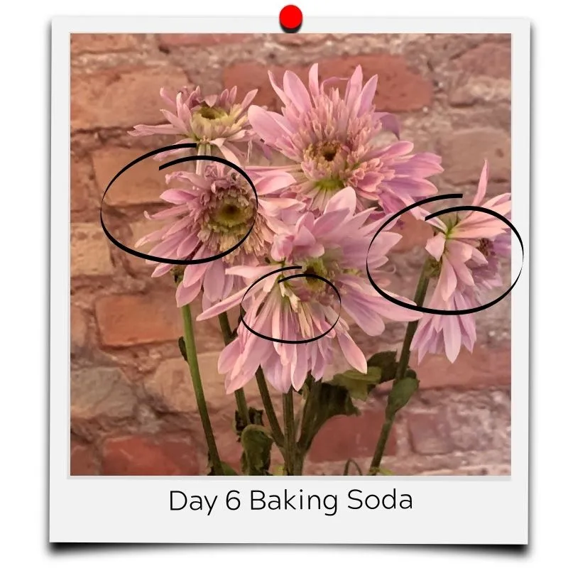 flower food baking soda