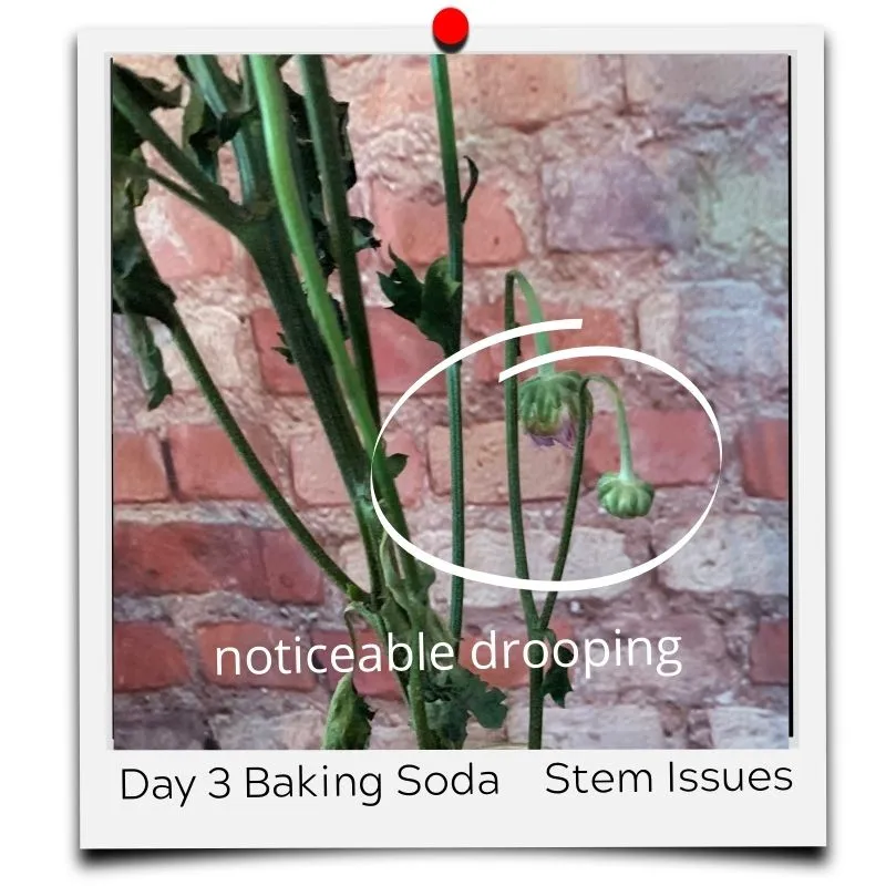 flower food baking soda