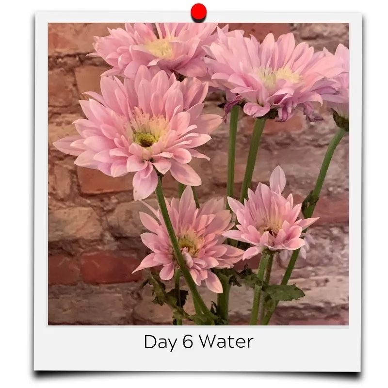 flower water in vase
