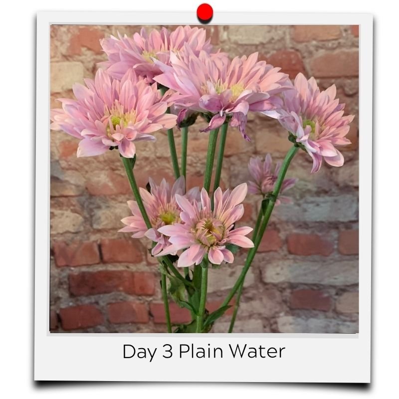 flower water in vase