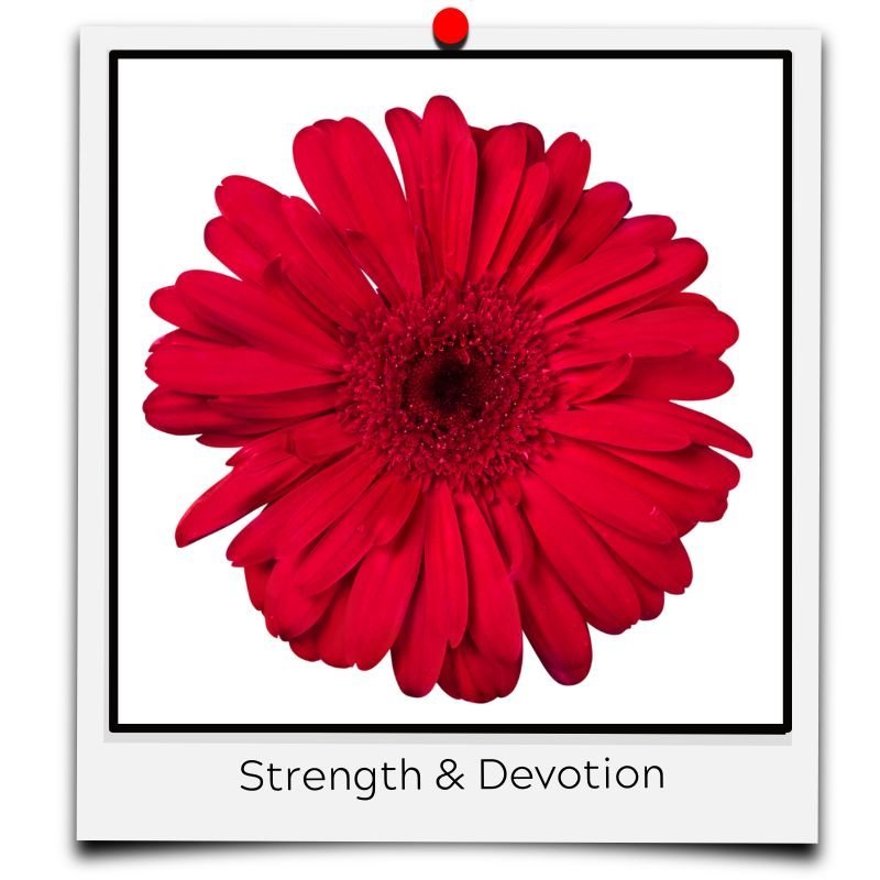 Flower Meanings RED strength devotion
