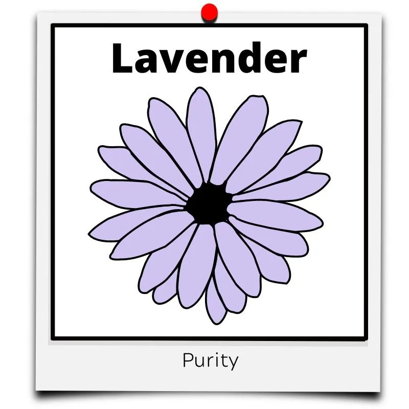 flower meaning lavender purity