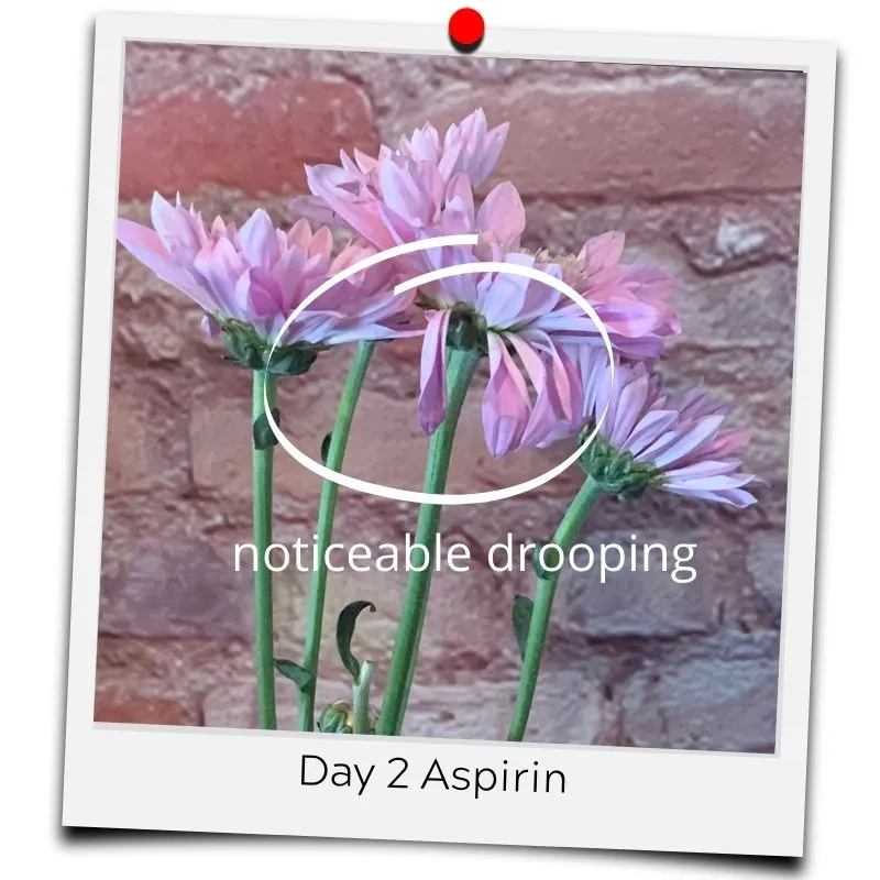 aspirin in flower water
