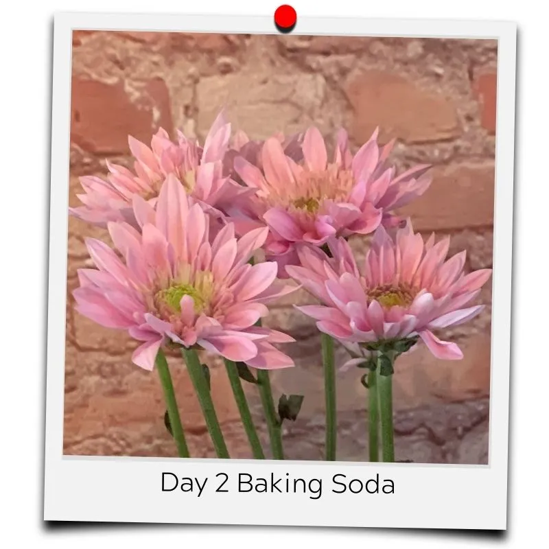 flower food baking soda