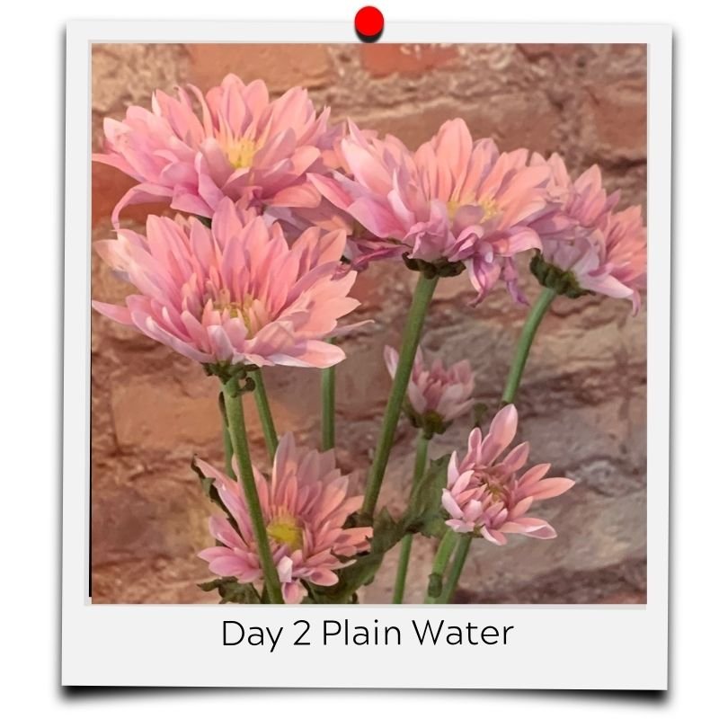 flower water in vase