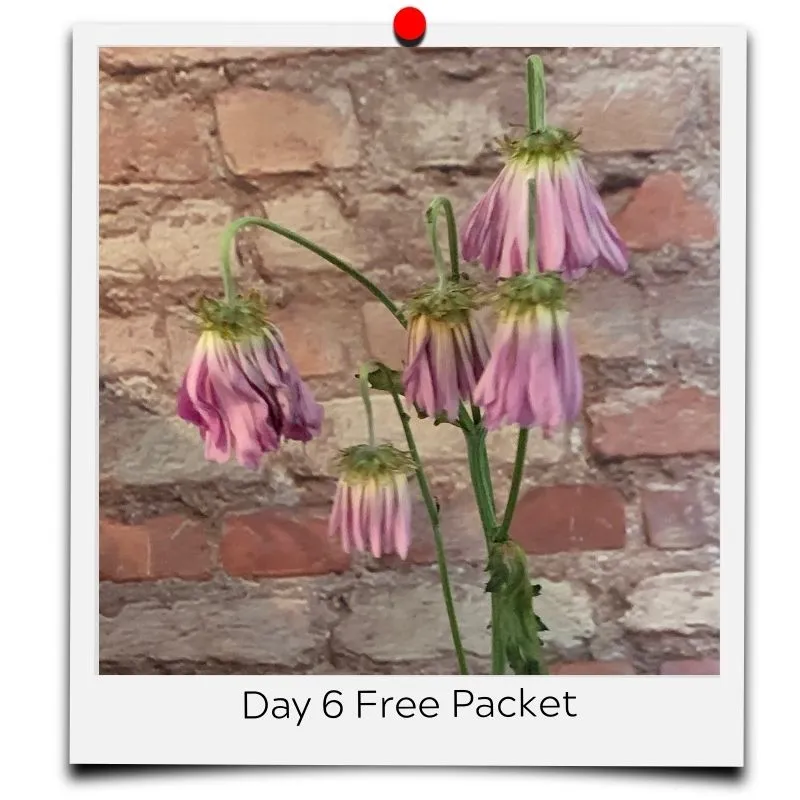 flower food packets