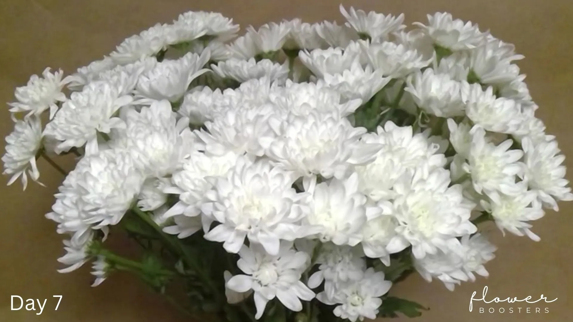Boost Flower Freshness To Make Flowers Last Longer 2x Longer