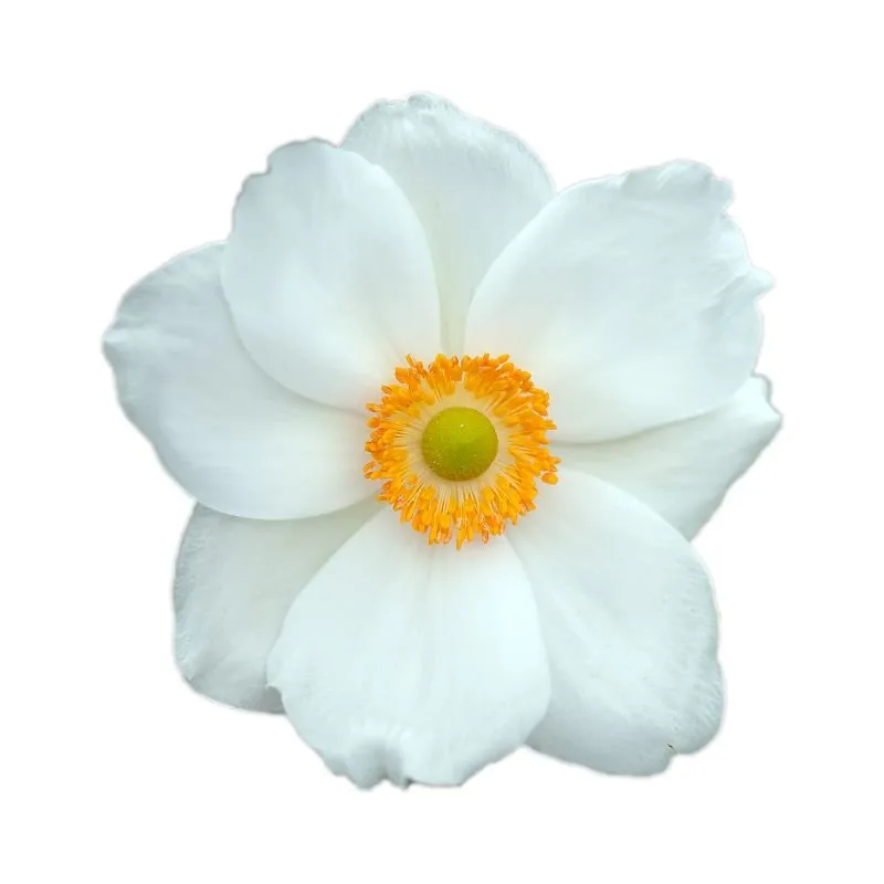Tips For Making Cut Flowers Last Longer