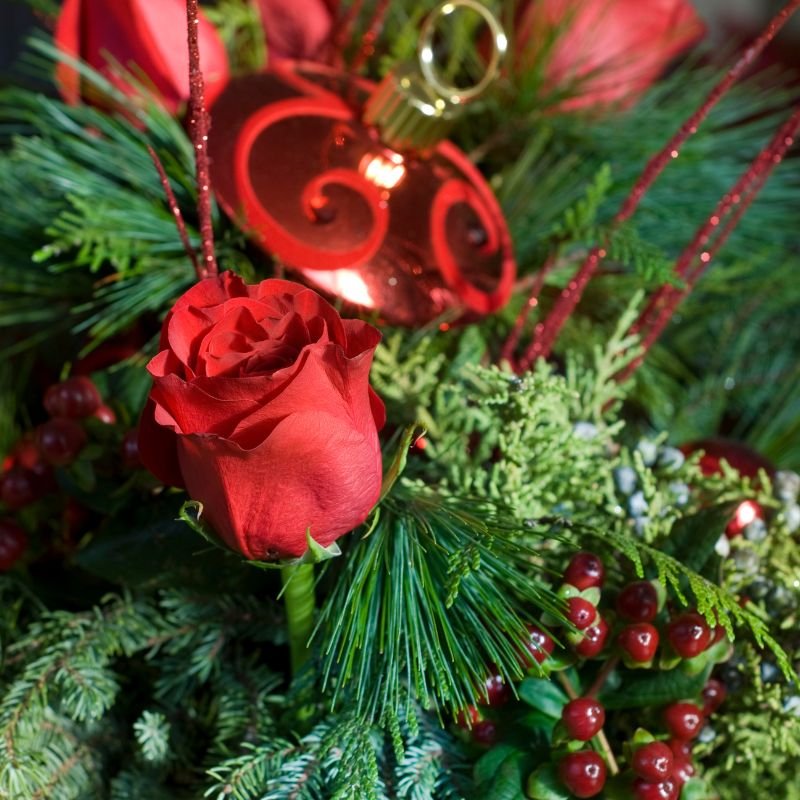 Fresh Roses As Christmas Decorations