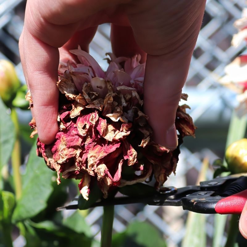 how to trim flowers
