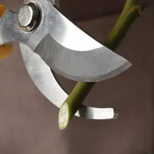 how to make cut flowers last