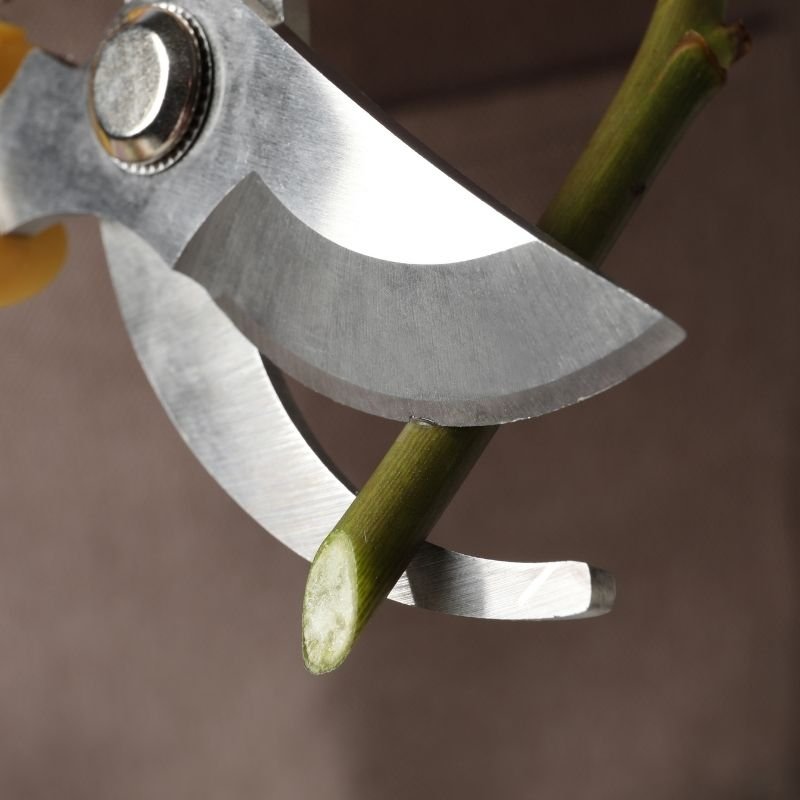 how to increase vase life of cut flowers
