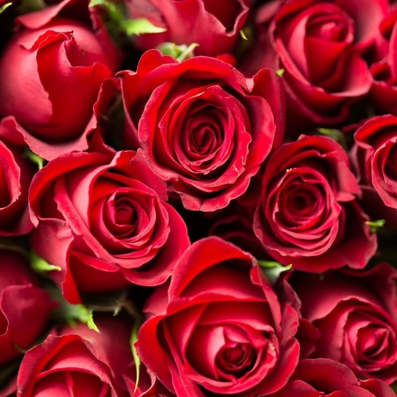 flowers in the Torah