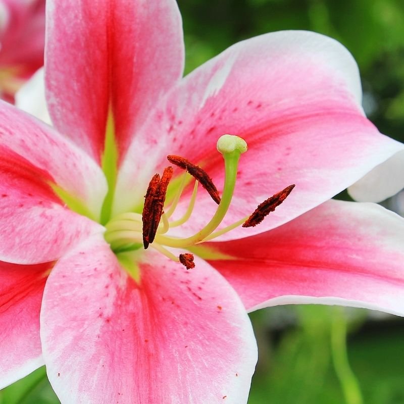 flowers in the Torah