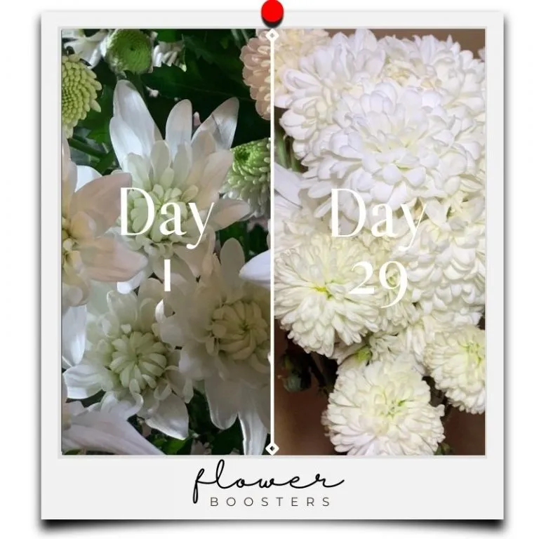 longest lasting flowers