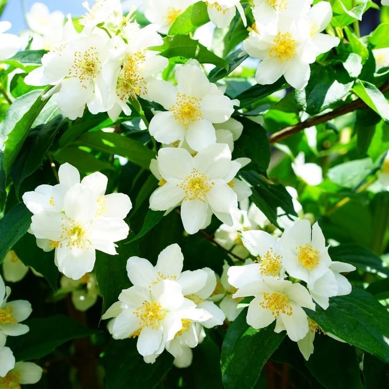 flowers in the Koran
