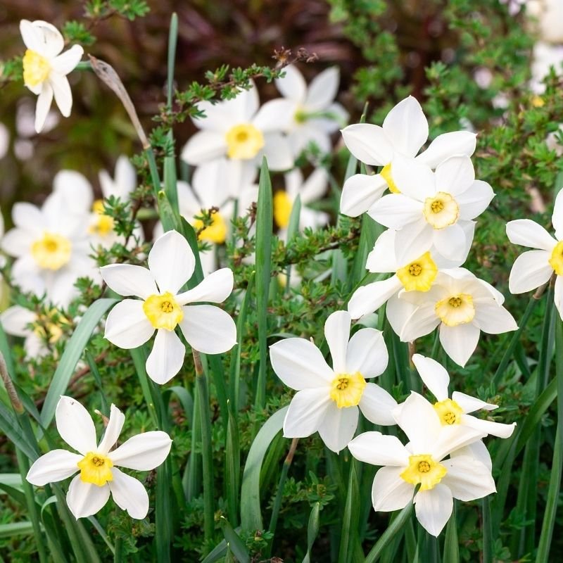 flowers in the Koran