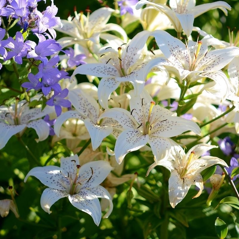 flowers in the Koran