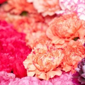 meaning of carnations