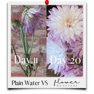 how to keep flowers fresh in a vase