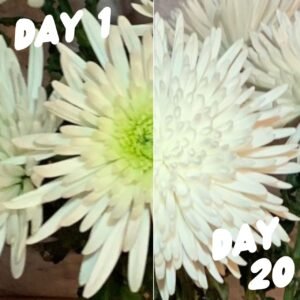 best cut flower food for FRESH FLOWERS