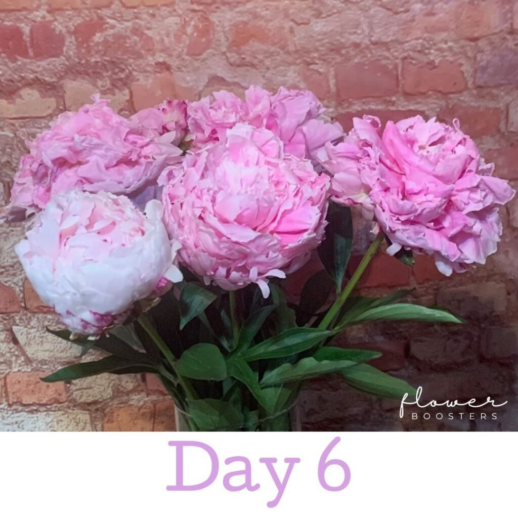 peonies flowers
