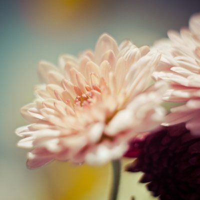 Long-Lasting Cut Flowers: 7 Varieties That Stay Fresh